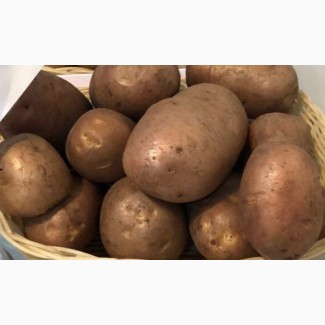 Продам семенной картофель элита