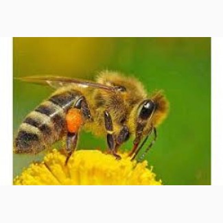 Продам бджолопакети, бджолосім’ї Житомир