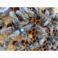 Пчеломатки плодные 2022 Carnica Peshetz