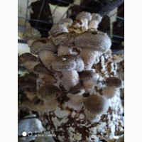 Свежие грибы Шиитаке