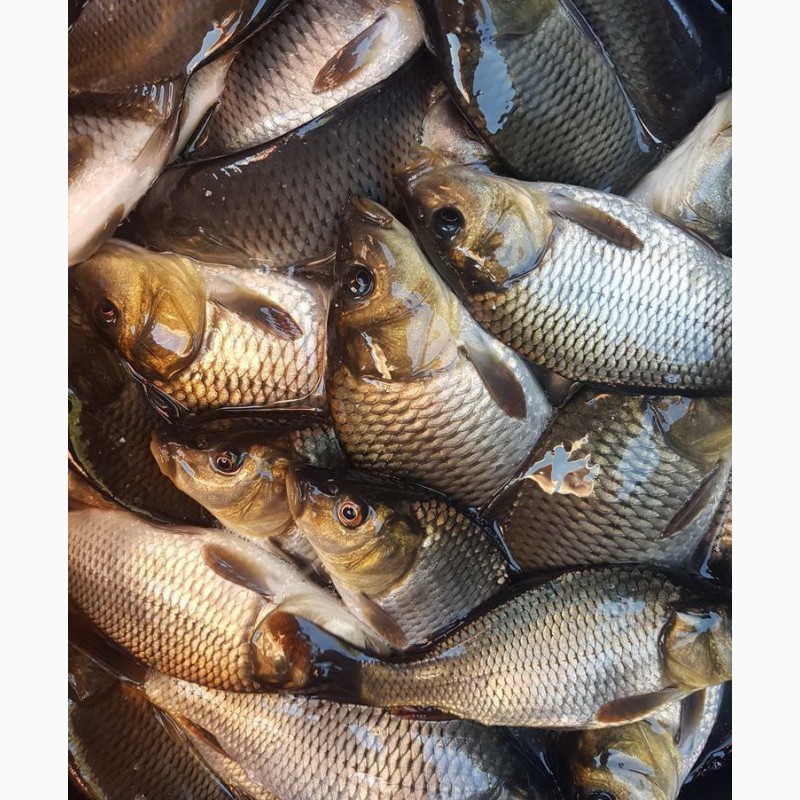 Карп, толстолобик, белый амур: все о рыбалке на этих видов рыб