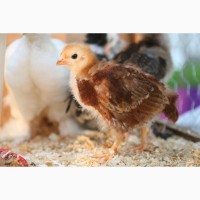 Цыплята ( курочки) Ломан Браун