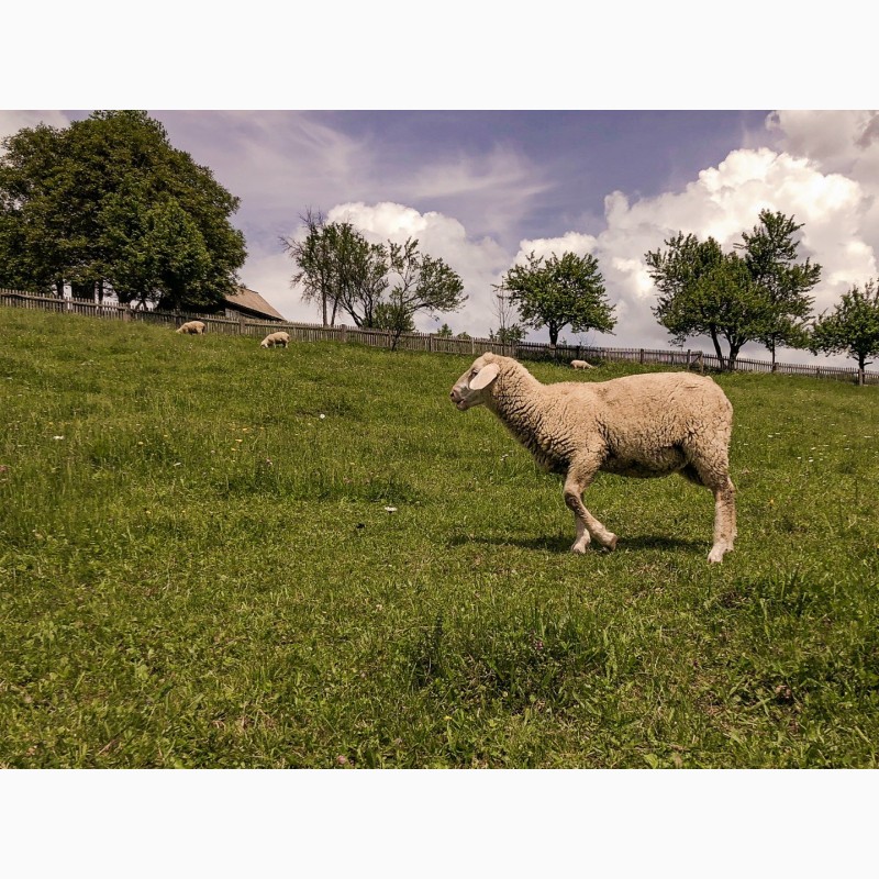 Фото 2. Продаються племінні вівці породи «Мериноландшаф»