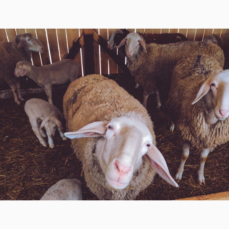 Фото 3. Продаються племінні вівці породи «Мериноландшаф»