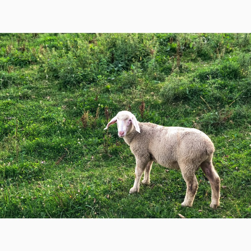 Фото 4. Продаються племінні вівці породи «Мериноландшаф»