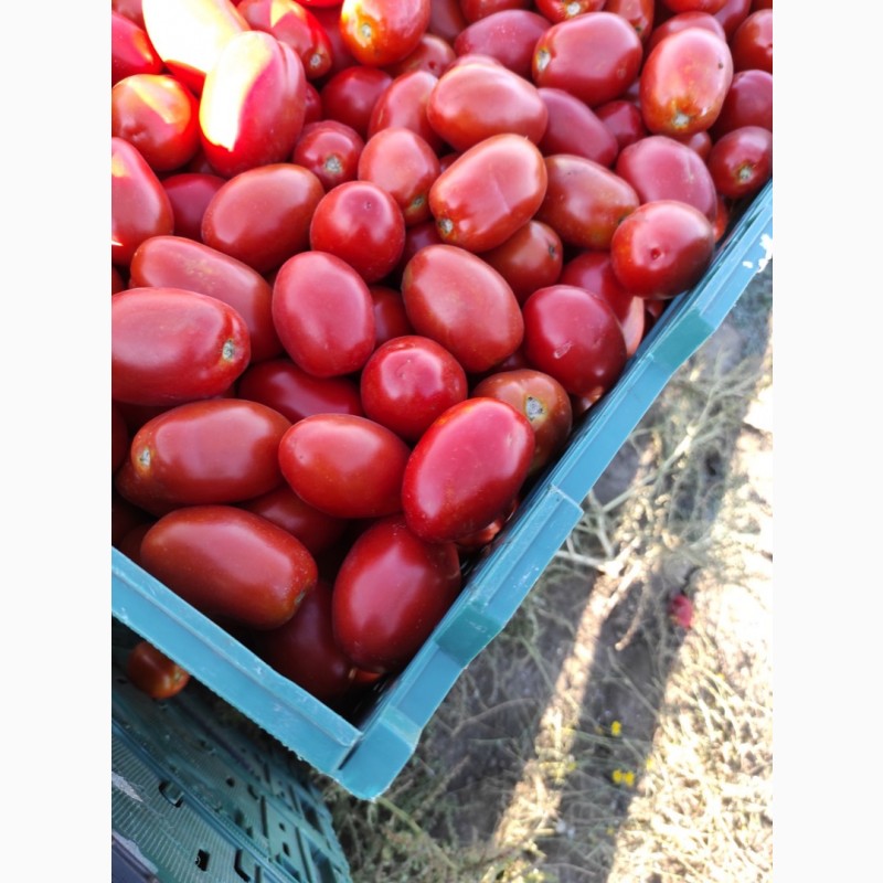 Фото 2. Продажа помидора Сливка. Есть обьемы