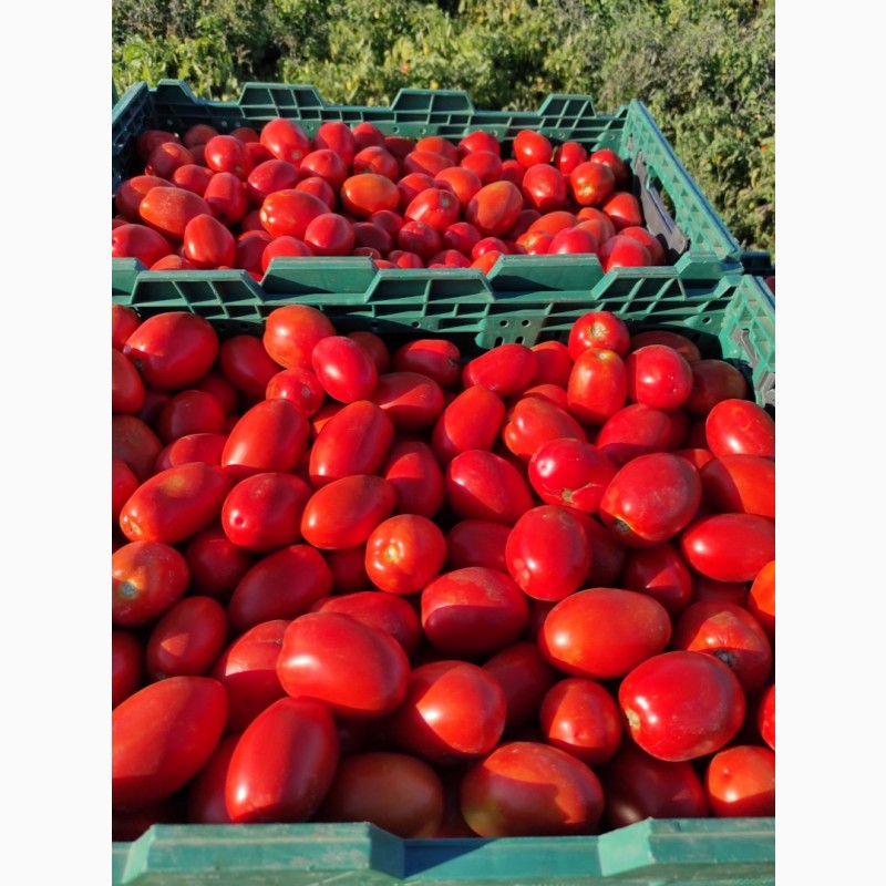 Фото 3. Продажа помидора Сливка. Есть обьемы