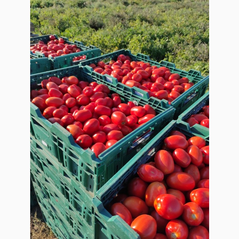 Фото 4. Продажа помидора Сливка. Есть обьемы