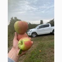 Якісне яблуко від виробника ОПТОМ