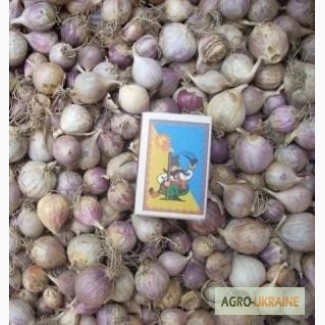 Продам семена озимого чеснока (воздушка, однозубка, зубок) сорт Дюшес