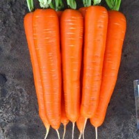 Продаж оптової товарної моркви, висока якість, Львівська та Волинська області