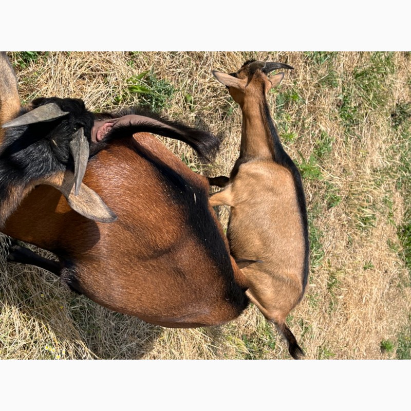 Фото 4. Продам на племя козлика от высокоудойной козы Альпийской породы