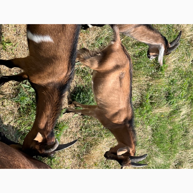 Фото 5. Продам на племя козлика от высокоудойной козы Альпийской породы