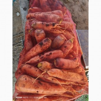 Продаю моркву без ГМО 1гатунок