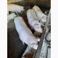 ПРОДАМ свиней йоршер-ландрас f1 бекон живою вагою