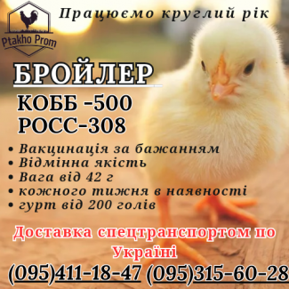 Бройлер КОББ -500