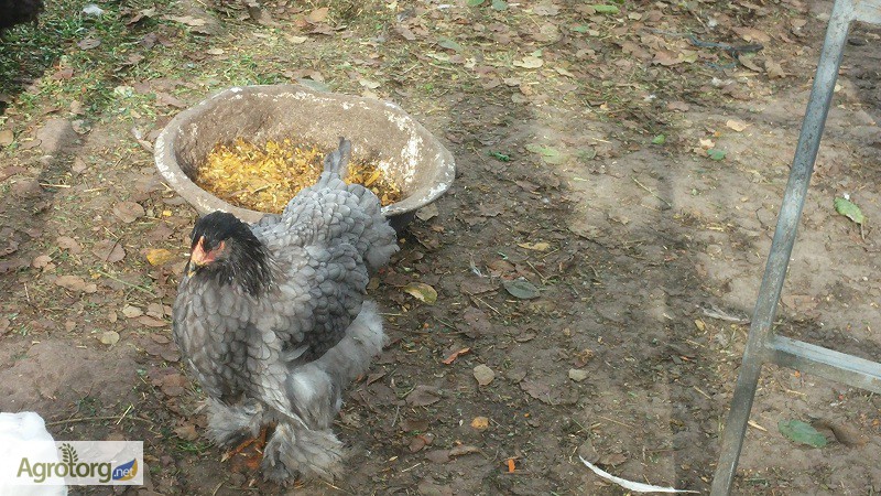 Фото 2. Продаю куры, цыплята и яйца Кохинхин.