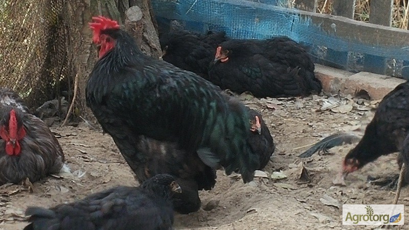 Фото 3. Продаю куры, цыплята и яйца Кохинхин.