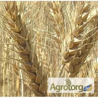 ПРОДАМ СЕМЕНА 3 сортов посевной пшеницы украинской, канадской и чешской селекции