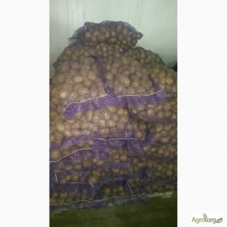 Продам картофель со склада, Ла Норма бюджетный вариант по 2, 50 грн