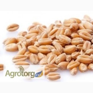 Пшениця: закупівля у великих об ємах по всій території України