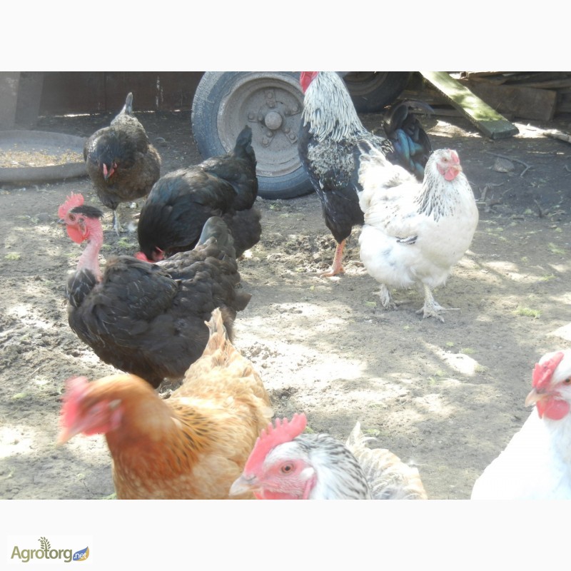 Фото 2. Инкубационное яйцо домашних кур