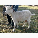 Продам молодых чистокровных зааненских коз