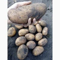 Продам отборную картошку, вырощенную на натуральных компостных удобрениях, без химии