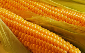 Фото 2. Производим закупку Кукурузы по Хорошей Цене, на всей территории Украины