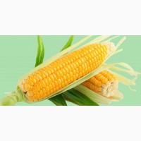 Производим закупку Кукурузы по Хорошей Цене, на всей территории Украины