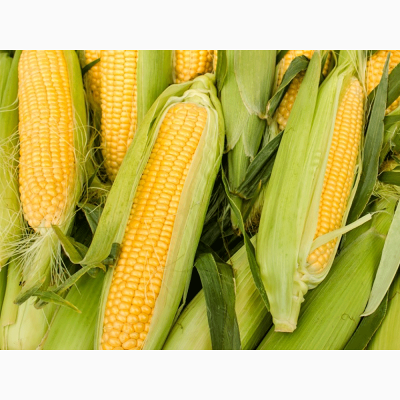 Фото 5. Производим закупку Кукурузы по Хорошей Цене, на всей территории Украины