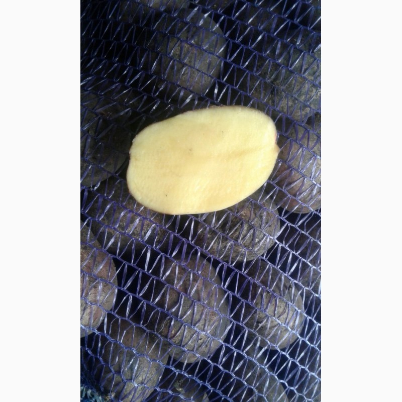 Фото 7. Продам картошку