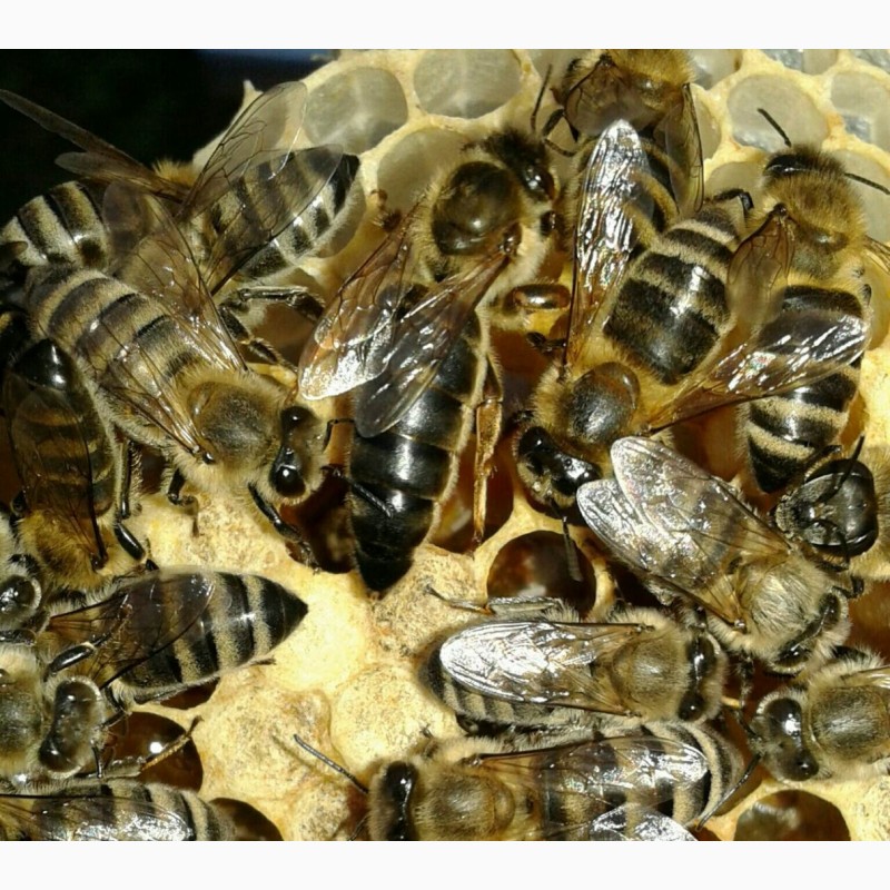 Фото 2. В продажі плідні пчеломатки карпатки 2018, 150-130грн