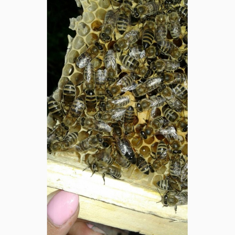 Фото 3. В продажі плідні пчеломатки карпатки 2018, 150-130грн