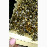 В продажі плідні пчеломатки карпатки 2018, 150-130грн