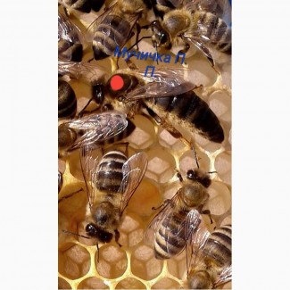 В продажі плідні пчеломатки карпатки 2018, 150-130грн