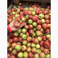 Продам яблоко из сада сорта Чемпион, Голден, Айдаред, Запорожская обл
