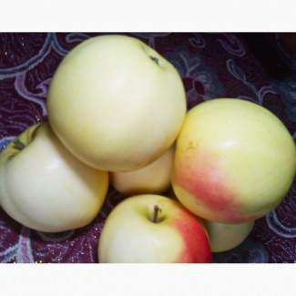 Продам яблука, сорт Снежный кальвиль 4 тонны 1 класса