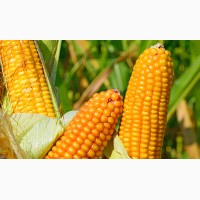Посівний матеріал кукурудзи