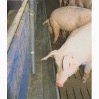 Кормушки полимербетонные для свиней