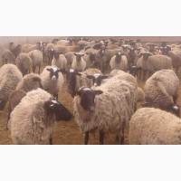 Продати овець
