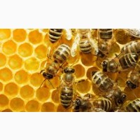 Продам бджолосім#039;ї, пчелы, пчелосемьи, бджоли