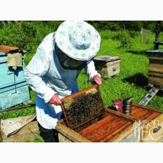 Продам бджолопакети (пчелопакеты) бджіл терміново