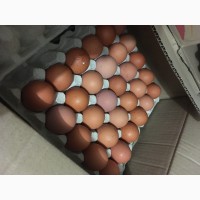 Продам яйцо С0 - 15 грн С1 14 грн ДОСТАВКА ПО ХАРЬКОВУ