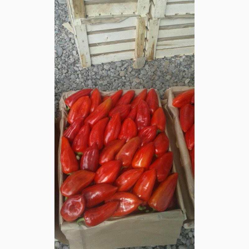 Фото 9. Продам арбуз с холодильника овощи и фрукты от поставщика с Узбекистана