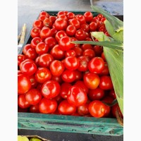 Продам червоні помідори з поля