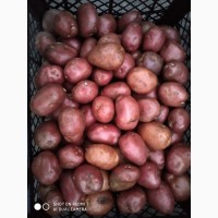Купую картоплю на харчи від населення Виницька Черкаська обл