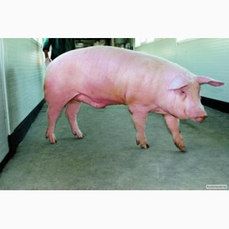 Продам свинина живим весом запорожская область