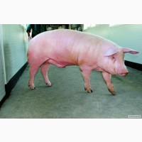 Продам свинина живим весом запорожская область