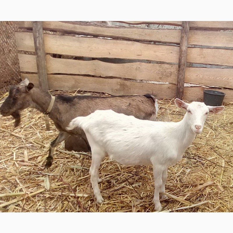 Фото 3. Продам альпийскую козу котную от породистого козла шами - нубиец